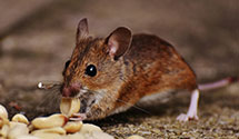 24 Hour & Emergency Exterminators in Indian Mills, NJ